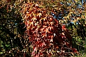 San damiano d'Asti - Colori d'autunno 2009_20